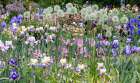USA, Oregon. Garden in full bloom with bearded iris and Russell lupine and Allium Art Print